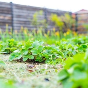 Was passt zu Erdbeerpflanzen im Garten gute und schlechte Nachbarn