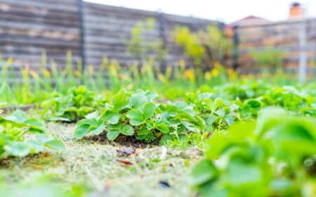 Was passt zu Erdbeerpflanzen im Garten gute und schlechte Nachbarn