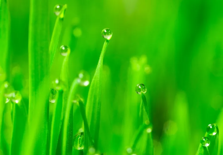 Weizengras Naturheilmittel zum Detox und zur Gesunderhaltung des Körpers