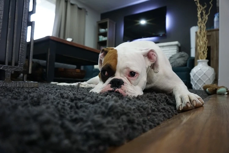 Wenn Haustiere und Kleinkinder im Haus sind brauchen Teppiche regelmäßige Pflege