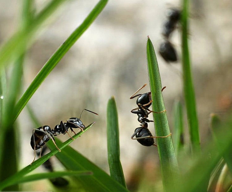 Wie Ameisen Ihren Garten schädigen können