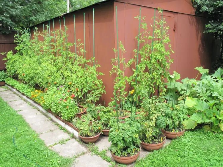 Wie Tomaten im Garten platzsparend pflanzen Töpfe entlang der Hauswand