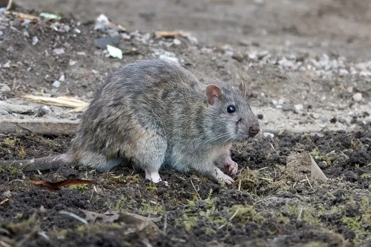 Wie werden Sie Ratten im Garten los - clevere Ideen