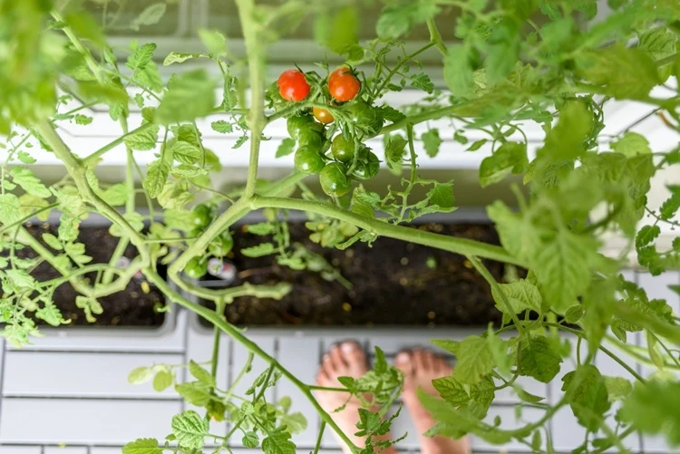 Wo Tomaten platzsparend pflanzen Blumenkästen auf dem Balkon