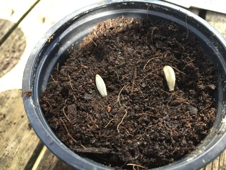 Zucchini Samen säen in Töpfen für Balkon