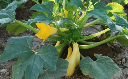 Zucchini pflanzen und pflegen im Gemüsebeet