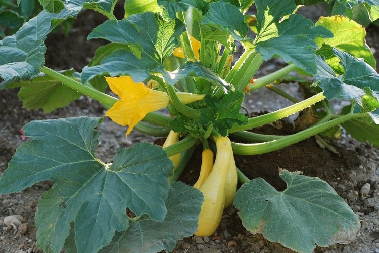 Zucchini pflanzen und pflegen im Gemüsebeet