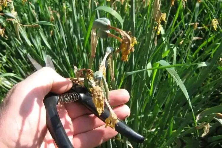 Zwiebelblumen verblüht was tun wo abschneiden