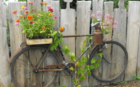 altes fahrrad als rostige gartendeko mit blumen an einem zaun befestigt
