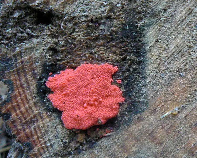 bakterium namens serratia marcescens bakterien bilden rosa schimmel im bad oder keller
