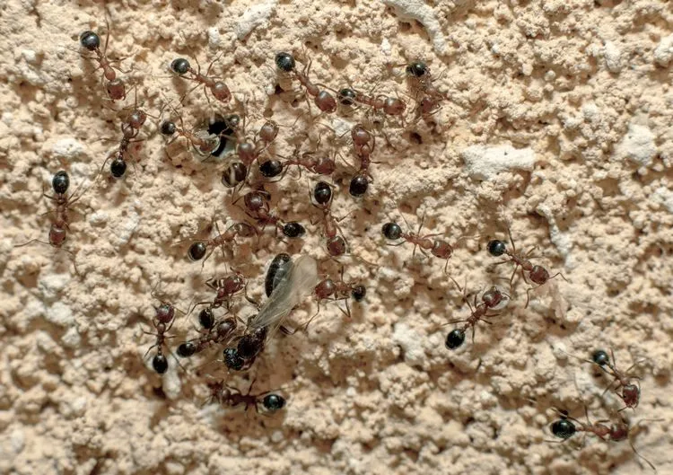 ein Kolonie von Ameisen ist immer lästig
