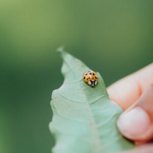 europäuscher marienkäfer fortpflanzung gartentipps