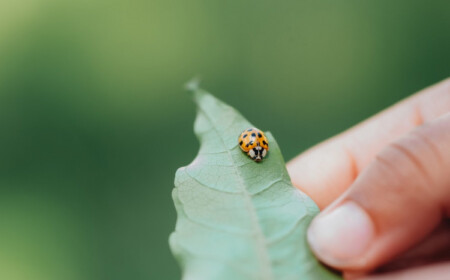 europäuscher marienkäfer fortpflanzung gartentipps