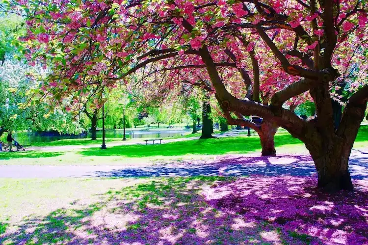 im frühling rosa blüten vom baum gefallen im park