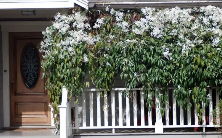 immergrüne Waldrebe winterharte Pflanze für Balkon und Terrasse