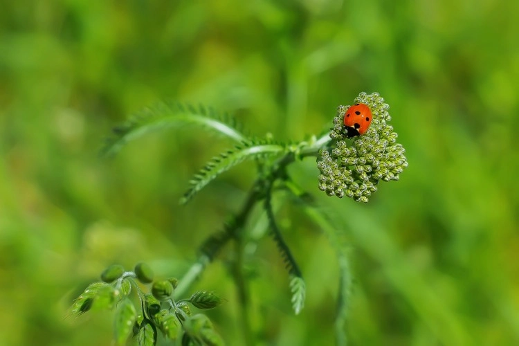 kleine und nützliche insekten marienkäfer anlocken pflanzen schürtzen