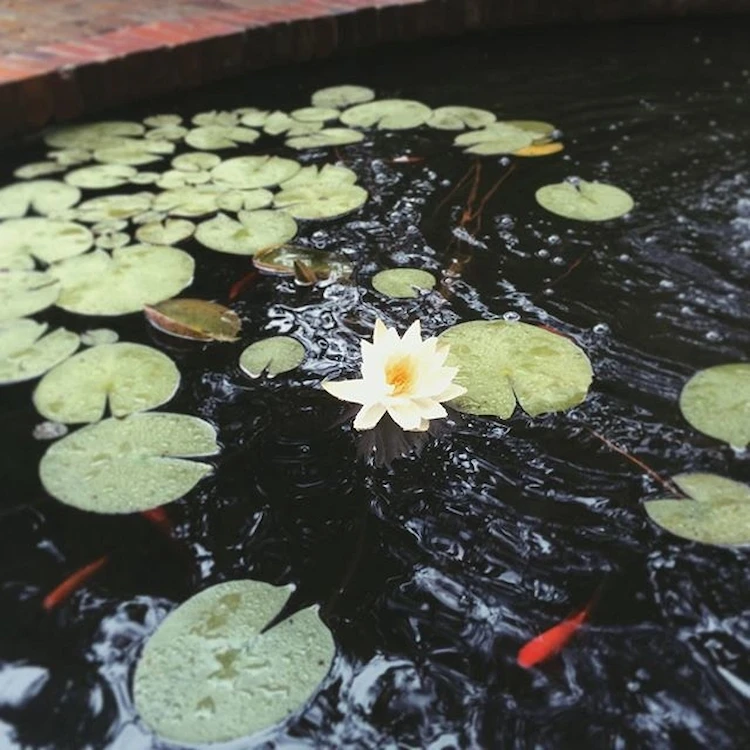 lotuspflanze blüht im gartenteich pflanzen