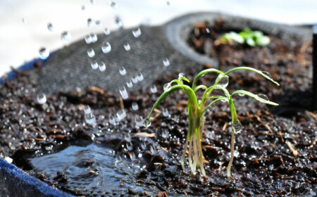mit ordentlicher bewässerung von sämlingen die keimrate erhöhen