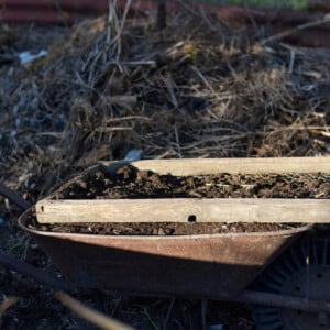 mit schubkarre im garten den feinen vom groben kompost sieben