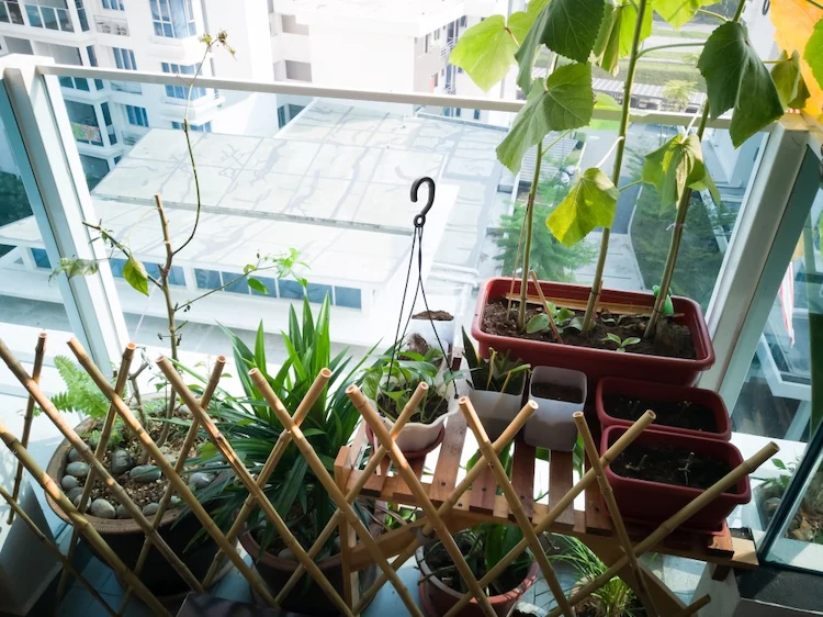 passende lichtverhältnisse für diverse pflanzensorten auf balkons in stadtwohnungen