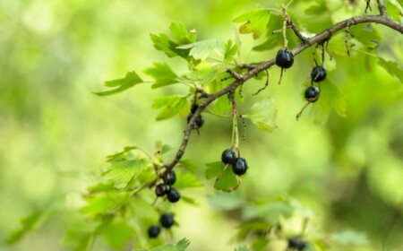 schwarze Johannisbeeren schneiden im Frühjahr und im Sommer Anleitung