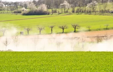 steigende temperaturen führen zu brandfeuer und blattabwurf bei bäumen