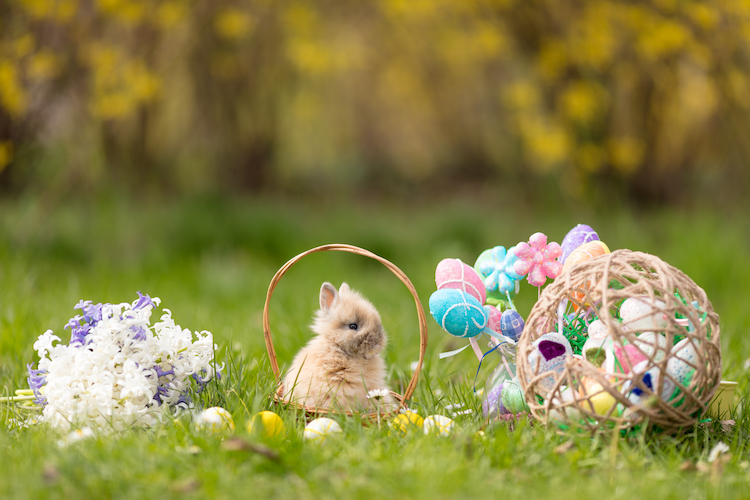 warum osterhase zu ostern gehört und woher die tradition kommt