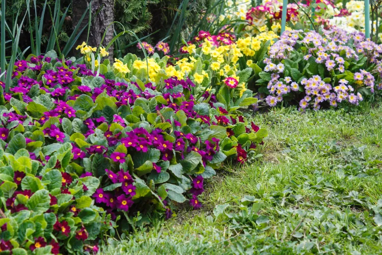 welche Blumen im Garten pflanzen Gartengestaltung Regeln und Tipps