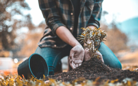 wohin mit alter blumenerde nach verwelken der pflanze