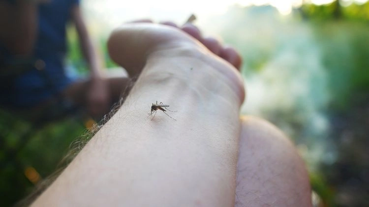 Abschreckung von fliegenden Mücken mit Zimtpulver
