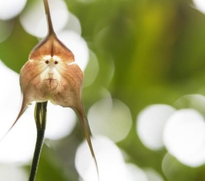 Affen-Orchidee ist eine einzigartige Deko für Ihr Zuhause