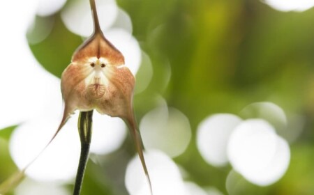 Affen-Orchidee ist eine einzigartige Deko für Ihr Zuhause