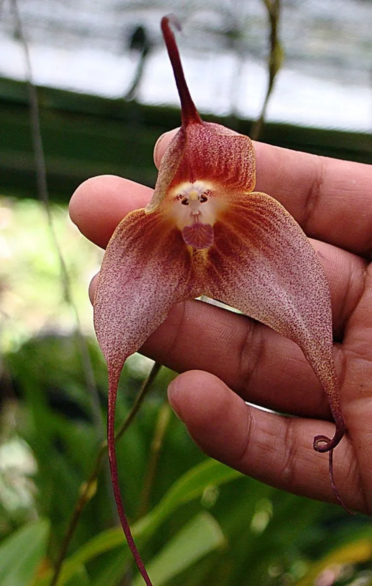Affenköpfchen-Orchideen profitieren von einer Düngung