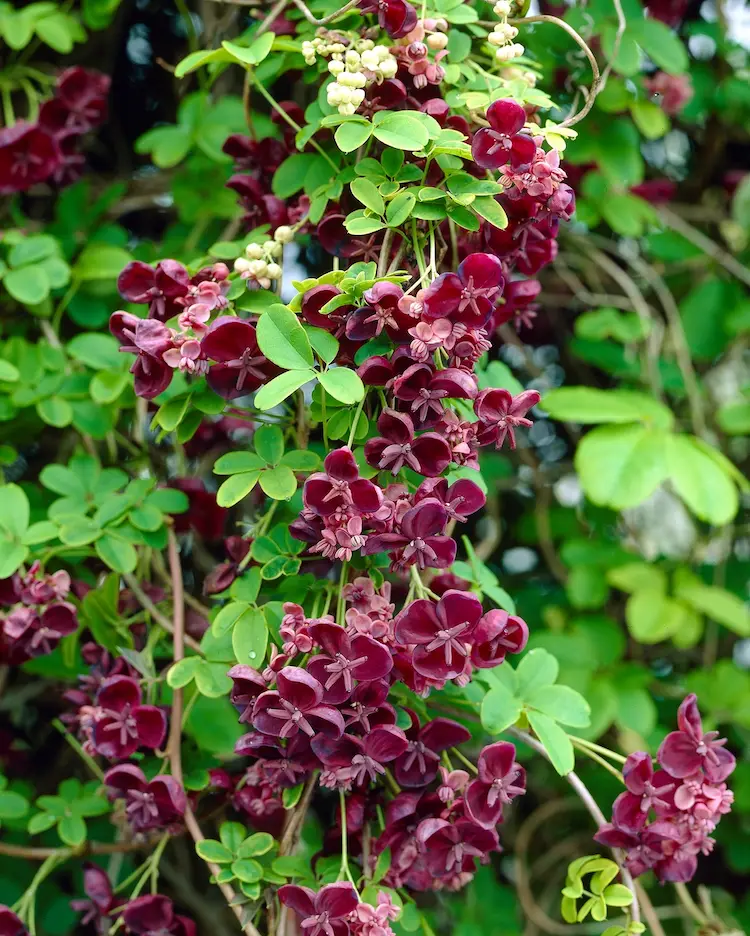 Akebia wird in einer Vegetationsperiode bis zu 130 cm hoch