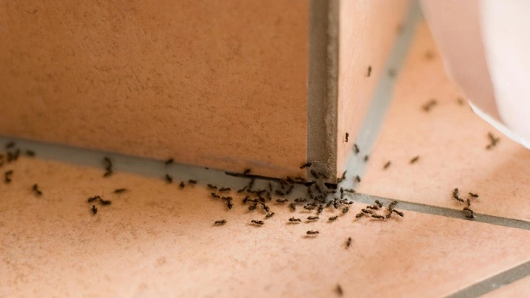 Ants can be repelled with vinegar