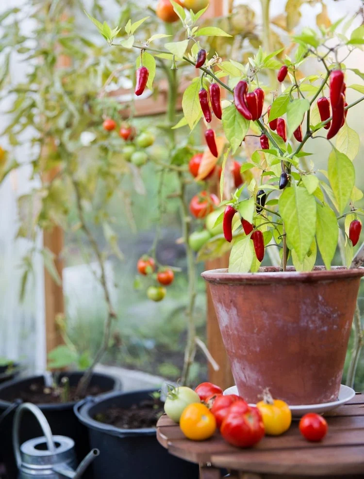 Anbau von Paprika - Anleitung, welche Sorten man auf dem Balkon im Topf züchten kann