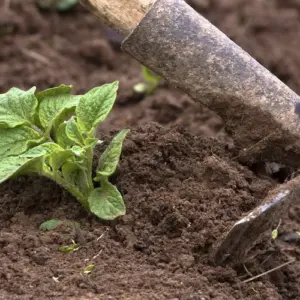 Anhäufeln von Kartoffeln - wann und wie macht man das