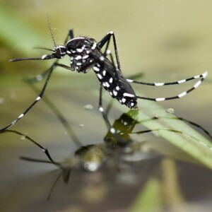 Asiatische Tigermücke - Krankheiten, Viren und Symptome