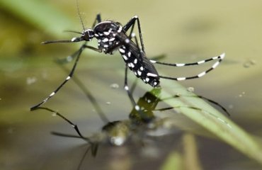 Asiatische Tigermücke - Krankheiten, Viren und Symptome