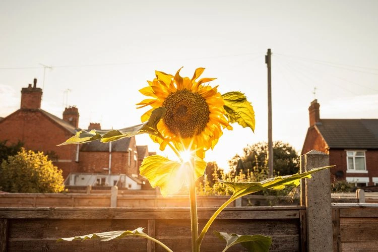 Aussaat von Sonnenblumen - den richtigen, sonnigen Standort finden