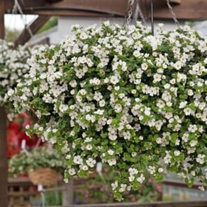 Bacopa Balkonpflanze mit weißen Blüten