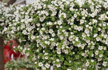 Bacopa Balkonpflanze mit weißen Blüten