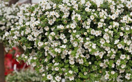 Bacopa Balkonpflanze mit weißen Blüten