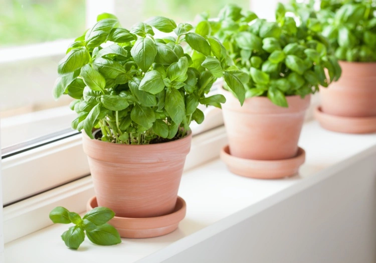 Basil as a home remedy for pests such as flies