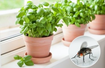 Basilikum ist ein natürliches Hausmittel gegen Fliegen