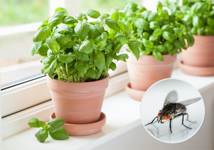 Basilikum ist ein natürliches Hausmittel gegen Fliegen