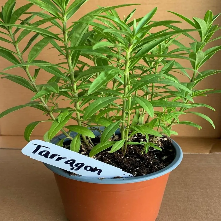 Grow French tarragon in full sun in May