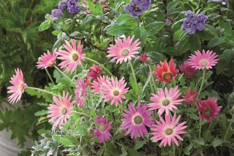 Bärenohren und Vanilleblume kombinieren in einem Blumenkübel