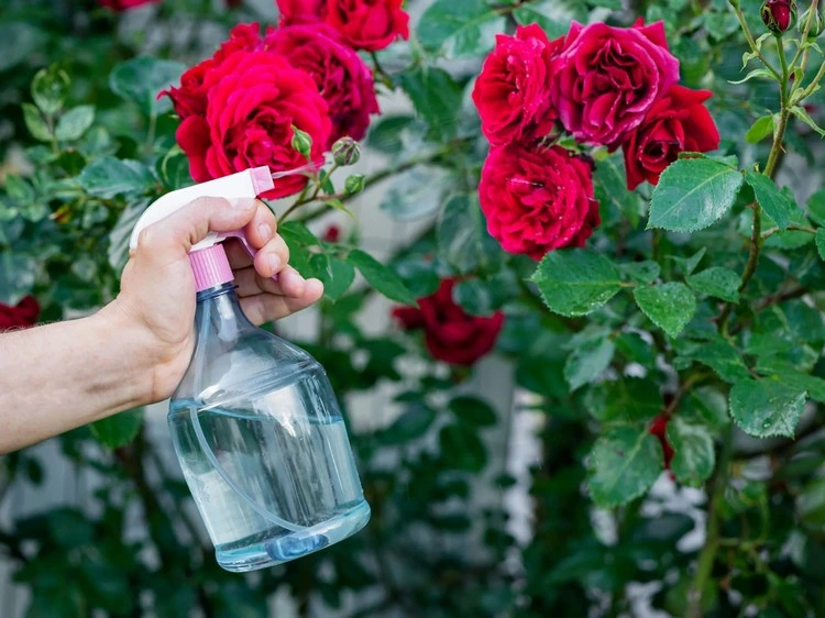 Behandeln Sie Blattläuse an Rosen mit organischen Pestiziden