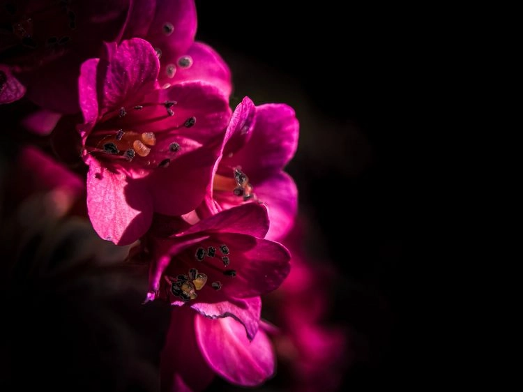 Bergenien sind mit ihren pinken Blüten ein echter Hingucker und daher beliebte Bodendecker für Halbschatten